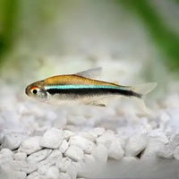 Black Neon Tetra