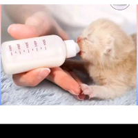 botol dot kucing 50ml dot kucing peralatan minum tempat kucing