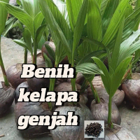 Benih/bibit kelapa genjah hijau