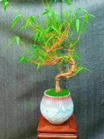 [Mẫu 2] Phôi Tre Bonsai Cây Cảnh Tre Bonsai Tạo Dáng Tiểu Cảnh Sân Vườn Thưởng Trà, Tre Vàng Việt Na