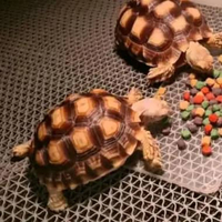 Kura-kura/ Darat Sulcata size 10cm