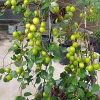 Bibit tanaman  apel futsa siap berbuah