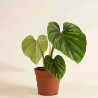 tanaman hias philodendron plowmanii
