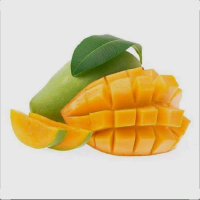 bibit tanaman buah mangga arumanis
