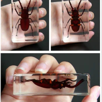 Real insect specimen real insect resin early education observation articles beetle scorpion spider centipede amber ornament