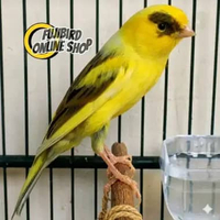 BURUNG KENARI AF JADI GACORAN BAGUS WARNA CERAH