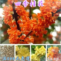 桂花種子 四季桂花 芳香花卉 四季播種 易活 丹桂#金桂#沉香桂#狀元桂花 發芽率達99%