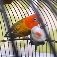 BURUNG LOVEBIRD BIOLA EWING GOLD PAUD SATUAN