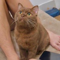 KUCING RAS BRITISH SHORTHAIR WARNA COKLAT CINNAMON ANAK IMPORT RUSSIA