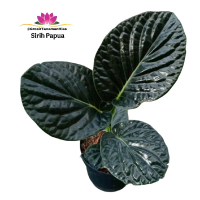 Tanaman Sirih Papua Piper Magnificum / Pohon Lacquered Pepper