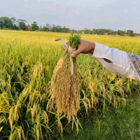 BENIH PADI HIBRIDA MAPAN P05 10KG