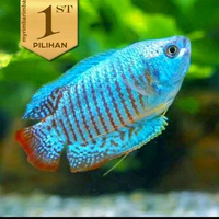 Sepat Lalius Ikan Hias Dwarf Gourami Air Tawar Fire amp; Ice Merah Biru -
