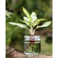 【水田農場】星光燦爛 粗勒草 黛粉葉 室內植物 觀葉植物 水耕植物