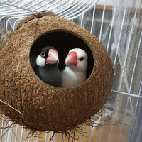 鳳鳥窩/鸚鵡窩/鳥窩 虎皮鸚鵡椰子殼鳥窩鸚鵡窩鳥巢窩鸚鵡繁殖箱珍珠椰殼鳥窩戶外草窩【CM16973】