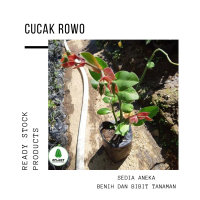 bibit pohon cucak rowo/tanaman hias