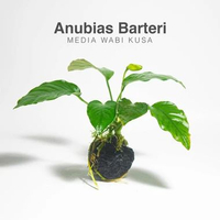 Anubias Barteri Media Wabi Kusa