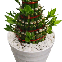 bambu hoki 20cm +pot putih madu+batu kecil/taneman indor mura