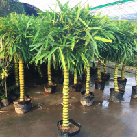 Bibit Bambu Cendani, Ros Pendek. Pohon Tanaman Hias Hijau Kuning. Cafe Hotel Apartement Restorant