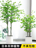 吊鐘樹盆栽仿真植物裝飾假樹北歐大型馬醉木室內綠植客廳落地擺件