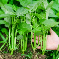 Benih Kangkong Daun Besar 100' SEED Three Stems High Yield Water Spinach Seeds Green Leafy Vegetable