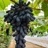 Bibit Anggur Import Mondrop // Bibit Anggur Swett Shaphire // Bibit Anggur Hitam Lonjong.