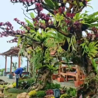 Taman pohon kering Kamboja fosil buatan
