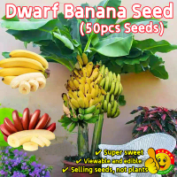 ปลูกง่าย ปลูกได้ทั่วไทย กล้วยแคระ เมล็ดบอนสี Sweet Edible Bonsai Banana Seeds for Sale Rare Dwarf Ba