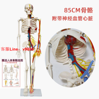 【最低價】【公司貨】GX85cm人體骨骼模型帶心臟血管神經可拆卸骨架醫用教學標本小針刀