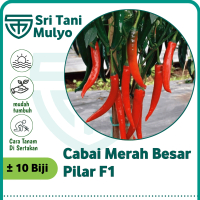 isi 10 butir) benih biji Cabe Merah Besar PILAR F1 (tahan panas) Panex Darmais