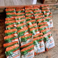 Benih rumput jepang & golf 100 seeds - bibit