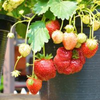 BIBIT STRAWBERRY BERBUAH Jenis California JUMBO Pohon Buah Pupuk