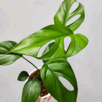 Tanaman Hias Hidup Monstera Rhaphidophora Phertusa dengan Daun Hijau Cerah dan Bentuk Unik untuk Dek