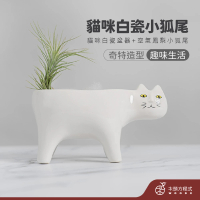 【木頭方程式】陶瓷貓咪小狐尾(空氣鳳梨 植物 不須土即可栽培 生活在空氣中的植物 居家栽培)
