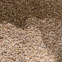 GANDUM utuh original 1kg kering