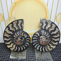 Natural Fossil Keong Black_Ammonite Sepasang (1) Asli Batu Alam