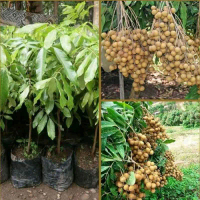 Benih - Bibit Kelengkeng New Kristal stek Dengan kualitas terbaik