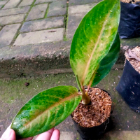 Aglaonema Tembaga Greg | Tanaman Hias Indoor Aglonema