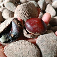 kluwek/kluwak bumbu rawon alami 1kg