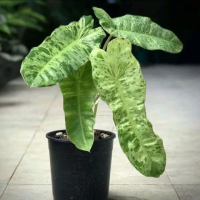 Tanaman hias philodendron paraiso verde varaiso perde.