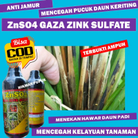 Pupuk Padi ZnSO4 GAZA ZINK SULFATE Melebatkan Padi Membesarkan Buah Padi anti Padi Kerdil dan Daun K