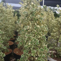 READY TANAMAN BAHAN BONSAI FICUS BUTTERFLY VARIGATA