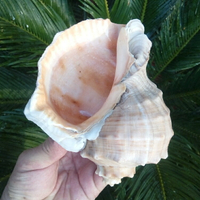 天然大海螺貝殼紅皺巖螺紅口紅鯉螺卷貝魚寄居蟹專用水族魚缸裝飾