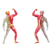 4D Master Human Muscle &amp; Skeleton Anatomical Model 46 PARTS Detachable DIY Puzzles Organ Anatomy Educational Tool