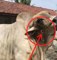 [COD] RING TALI SAPI / RING KELUH SAPI