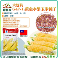 【綠藝家】00G47-1.大包裝黃金水果玉米種子60克(約300顆)株高130~150公分 果菜類大包裝