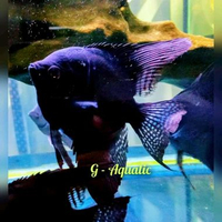 ikan manfish black size L