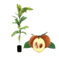 Bibit Buah Bisbul/ Buah Mentega Artificial