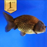 Baby Koki Black Ranchu JUMBO Ikan Hias Aquascape Hiasan Aquarium Tanaman Air -