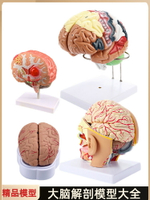 大腦解剖模型人體腦干功能區分人腦神經腦干結構分區醫學教學用具