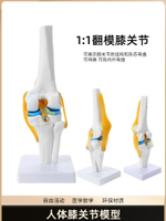 人體膝關節功能模型 半月板交叉韌帶活動膝蓋骨髕骨 骨骼教學模型